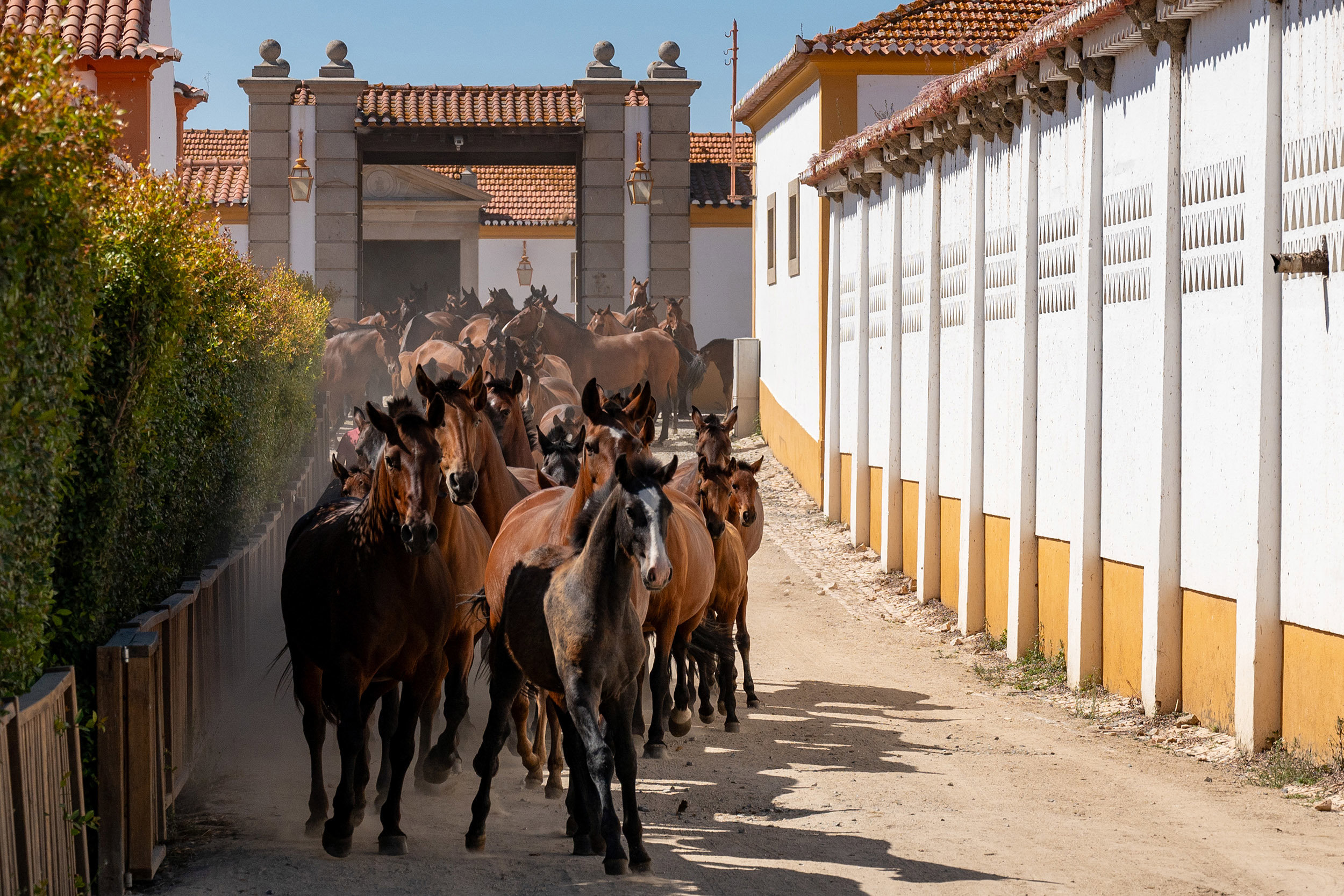 Vila Galé Collection Alter Real - Stud Farm
